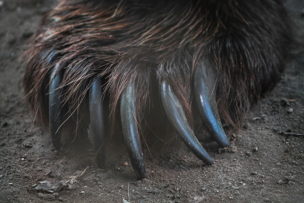 Close up of a massive, clawed paw