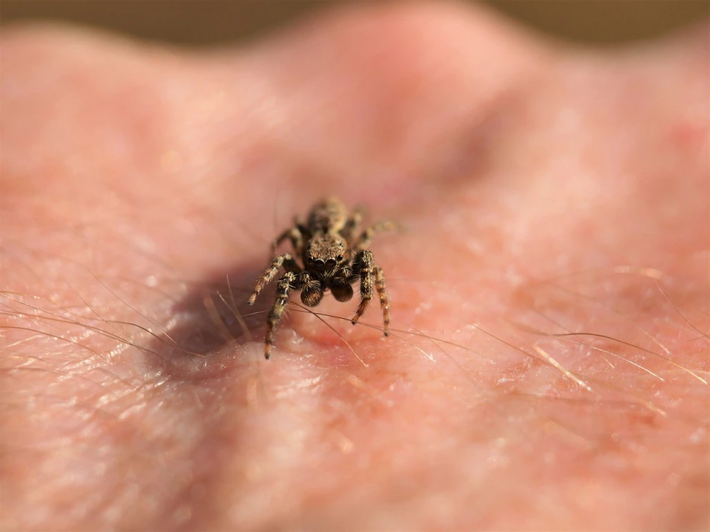 A harmless jumping spider on a person's hand