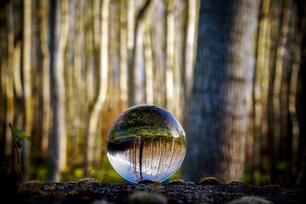 A glass orb reflecting a forest