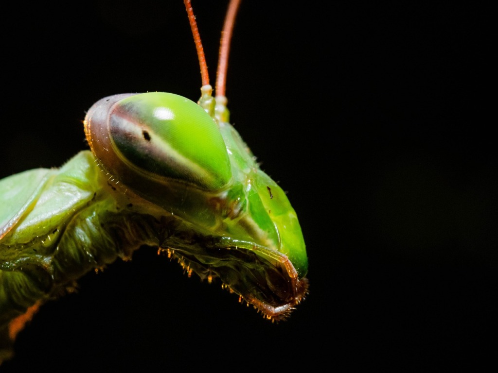 A close up photo of a giant green mantis head.