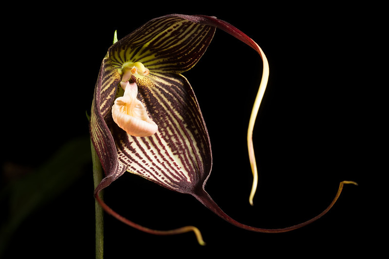 An orchid with a dark hood and a face like a blind monkey.