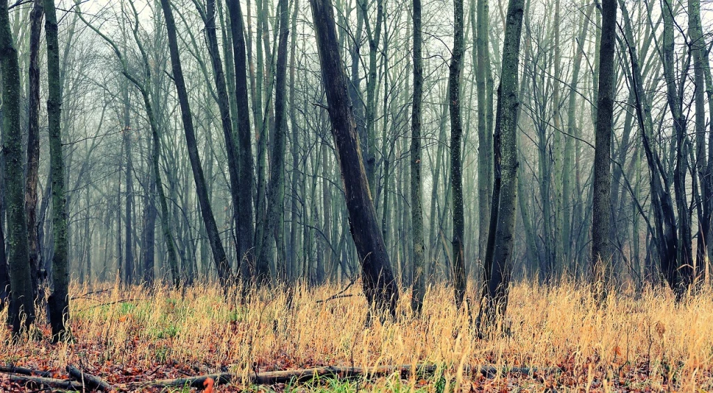 An eerie photo of misty trees in a swamp.